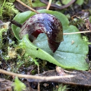 Corysanthes incurva at suppressed - 17 Jul 2021