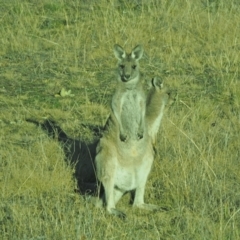 Macropus giganteus (Eastern Grey Kangaroo) at Holt, ACT - 18 Jul 2021 by wombey