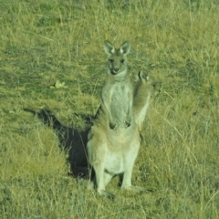 Macropus giganteus (Eastern Grey Kangaroo) at Woodstock Nature Reserve - 18 Jul 2021 by wombey