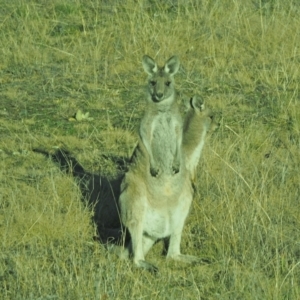 Macropus giganteus at Holt, ACT - 18 Jul 2021