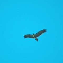 Aquila audax (Wedge-tailed Eagle) at Holt, ACT - 18 Jul 2021 by wombey