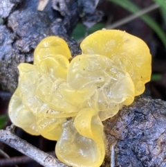 Tremella mesenterica (Witch's Butter or Yellow Brain) at Wanniassa Hill - 17 Jul 2021 by AnneG1