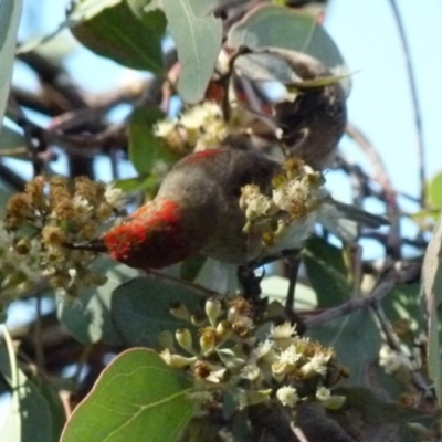 Myzomela sanguinolenta (Scarlet Honeyeater) at Mount Jerrabomberra QP - 17 Jul 2021 by Paul4K