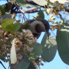 Acanthorhynchus tenuirostris (Eastern Spinebill) at Mount Jerrabomberra - 17 Jul 2021 by Paul4K