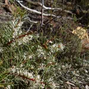 Hakea decurrens at Jerrabomberra, NSW - 18 Jul 2021