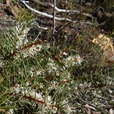 Hakea decurrens (Bushy Needlewood) at Mount Jerrabomberra - 17 Jul 2021 by Paul4K