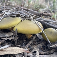 Dermocybe austroveneta (Green Skinhead) at Wanniassa Hill - 17 Jul 2021 by AnneG1