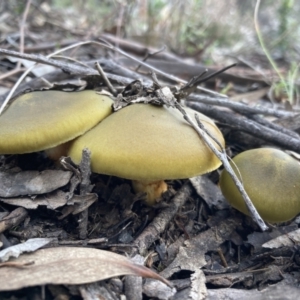 Cortinarius austrovenetus at Fadden, ACT - 17 Jul 2021 02:48 PM