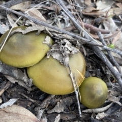 Cortinarius austrovenetus at Fadden, ACT - 17 Jul 2021 02:48 PM