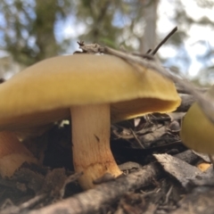 Cortinarius austrovenetus at Fadden, ACT - 17 Jul 2021 02:48 PM