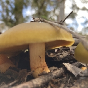 Cortinarius austrovenetus at Fadden, ACT - 17 Jul 2021 02:48 PM