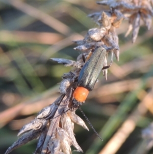 Chauliognathus tricolor at Isabella Plains, ACT - 4 Apr 2021