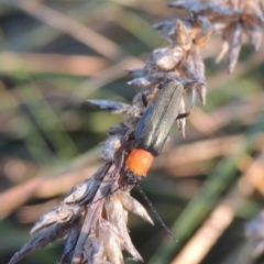 Chauliognathus tricolor (Tricolor soldier beetle) at Upper Stranger Pond - 4 Apr 2021 by michaelb