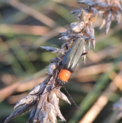Chauliognathus tricolor (Tricolor soldier beetle) at Isabella Plains, ACT - 4 Apr 2021 by michaelb