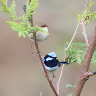 Malurus cyaneus (Superb Fairywren) at WREN Reserves - 18 Jul 2021 by KylieWaldon