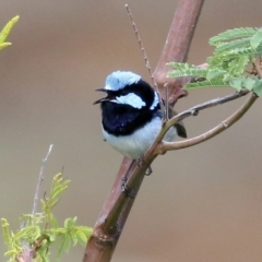 Malurus cyaneus at Wodonga, VIC - 18 Jul 2021