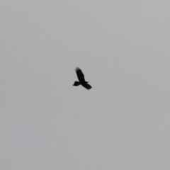 Aquila audax (Wedge-tailed Eagle) at Castle Creek, VIC - 18 Jul 2021 by Kyliegw