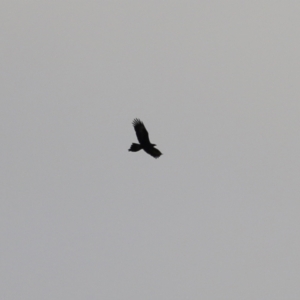 Aquila audax at Castle Creek, VIC - 18 Jul 2021 11:07 AM