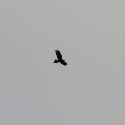 Aquila audax (Wedge-tailed Eagle) at Castle Creek, VIC - 18 Jul 2021 by KylieWaldon