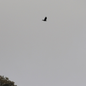 Aquila audax at Castle Creek, VIC - 18 Jul 2021 11:07 AM