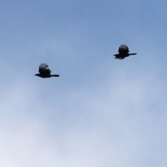 Corcorax melanorhamphos (White-winged Chough) at Wodonga - 18 Jul 2021 by Kyliegw