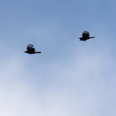 Corcorax melanorhamphos (White-winged Chough) at WREN Reserves - 18 Jul 2021 by Kyliegw