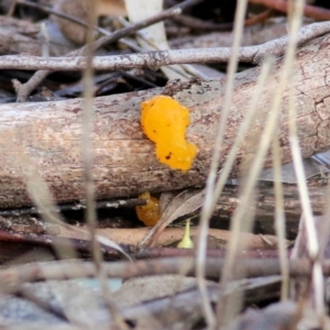 Tremella mesenterica at Castle Creek, VIC - 18 Jul 2021 10:34 AM