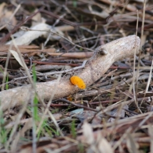 Tremella mesenterica at Castle Creek, VIC - 18 Jul 2021 10:34 AM