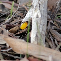 Tremella mesenterica at Castle Creek, VIC - 18 Jul 2021 10:34 AM