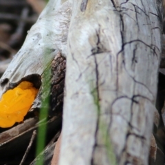 Tremella mesenterica at Castle Creek, VIC - 18 Jul 2021 10:34 AM