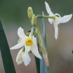 Narcissus jonquilla (Jonquil) at Castle Creek, VIC - 18 Jul 2021 by KylieWaldon