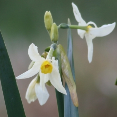 Narcissus jonquilla (Jonquil) at Castle Creek, VIC - 18 Jul 2021 by Kyliegw