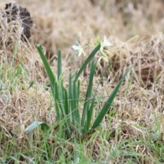 Narcissus jonquilla at Castle Creek, VIC - 18 Jul 2021 11:02 AM