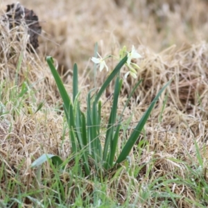 Narcissus jonquilla at Castle Creek, VIC - 18 Jul 2021 11:02 AM