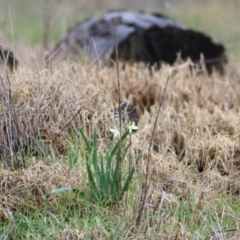 Narcissus jonquilla at Castle Creek, VIC - 18 Jul 2021