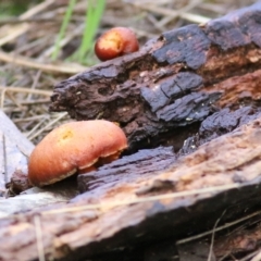 Unidentified Cap on a stem; gills below cap [mushrooms or mushroom-like] at Wodonga - 18 Jul 2021 by Kyliegw