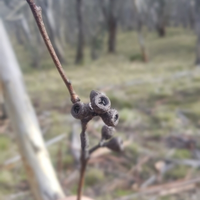 Eucalyptus pauciflora subsp. pauciflora (White Sally, Snow Gum) at Mt Holland - 13 Jun 2021 by danswell