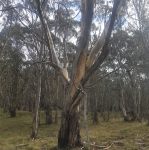 Eucalyptus pauciflora subsp. pauciflora at Tinderry, NSW - 13 Jun 2021
