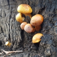 Gymnopilus junonius (Spectacular Rustgill) at Mt Holland - 14 Jun 2021 by danswell