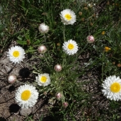 Leucochrysum albicans subsp. albicans (Hoary Sunray) at Dry Plain, NSW - 15 Nov 2020 by JanetRussell