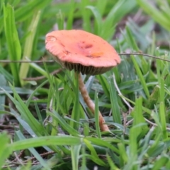 Unidentified Cap on a stem; gills below cap [mushrooms or mushroom-like] at Wodonga - 18 Jul 2021 by Kyliegw