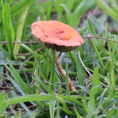 Unidentified Cap on a stem; gills below cap [mushrooms or mushroom-like] at Les Stone Park - 18 Jul 2021 by Kyliegw