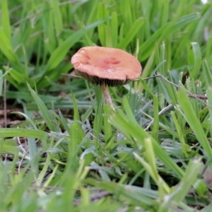 Leratiomyces ceres at Wodonga, VIC - 18 Jul 2021 02:25 PM