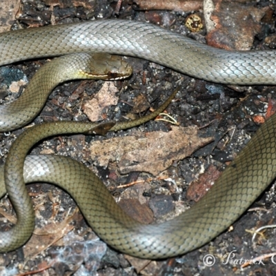 Hemiaspis signata (Swamp Snake) at Blue Mountains National Park - 9 Apr 2007 by PatrickCampbell