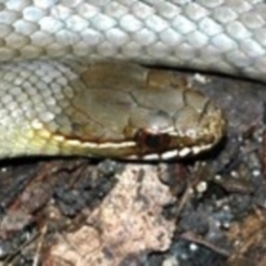 Hemiaspis signata at Blue Mountains National Park, NSW - suppressed