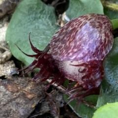 Corysanthes hispida (Bristly Helmet Orchid) at Fadden, ACT - 22 Apr 2021 by AnneG1