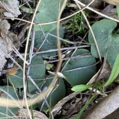 Corysanthes hispida at Fadden, ACT - 22 Apr 2021