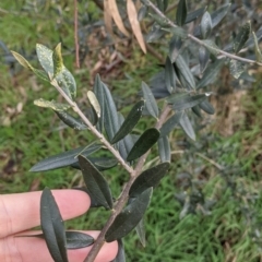 Olea europaea (Common Olive) at Thurgoona, NSW - 17 Jul 2021 by Darcy