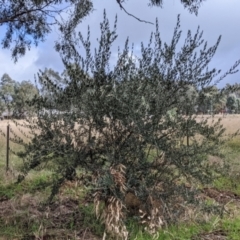 Olea europaea at Thurgoona, NSW - 17 Jul 2021 09:57 AM