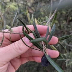 Olea europaea (Common Olive) at Thurgoona, NSW - 17 Jul 2021 by Darcy